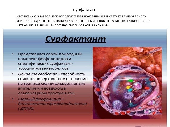 сурфактант • Растяжению альвеол легких препятствует находящийся в клетках альвеолярного эпителия –сурфактанты, поверхностно-активные вещества,