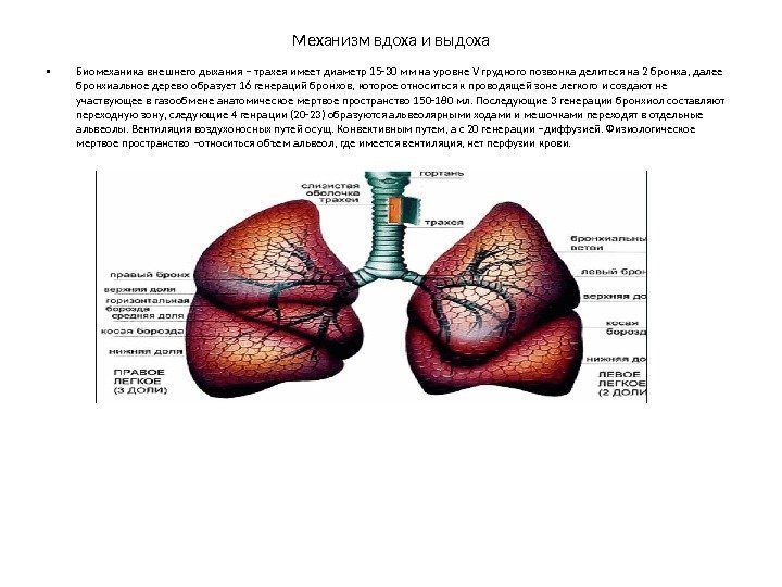 Механизм вдоха и выдоха • Биомеханика внешнего дыхания – трахея имеет диаметр 15 -30