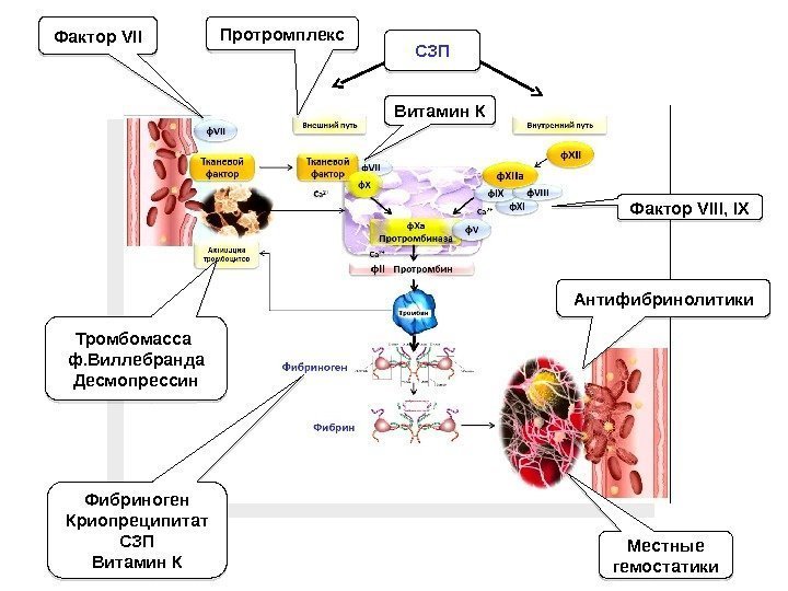 Фактор VII Фибриноген Криопреципитат СЗП Витамин К Протромплекс Тромбомасса ф. Виллебранда Десмопрессин СЗП Фактор