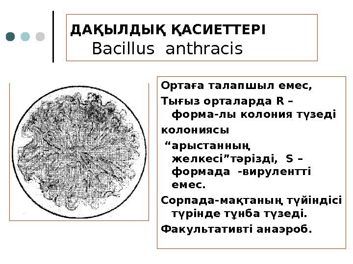 ДАҚЫЛДЫҚ ҚАСИЕТТЕРІ    Bacillus anthracis Ортаға талапшыл емес,  Тығыз орталарда R