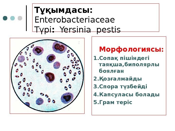 Тұқымдасы: Enterobacteriaceae Түрі : Yersinia pestis Морфологиясы: 1. Сопақ пішіндегі таяқша, биполярлы боялған 2.