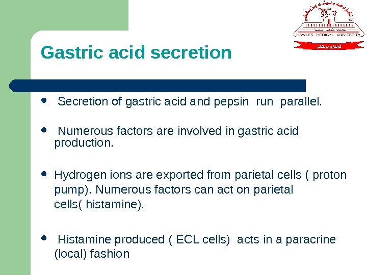 Gastric acid secretion  Secretion of gastric acid and pepsin run parallel.  Numerous