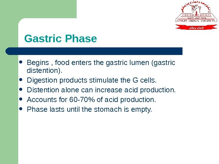 Gastric Phase Begins , food enters the gastric lumen (gastric distention).  Digestion products