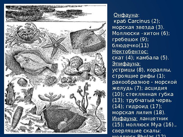  Онфауна :  краб Carcinus (2);  морская звезда (3).  Моллюски –хитон