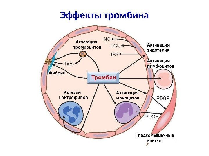 Эффекты тромбина 