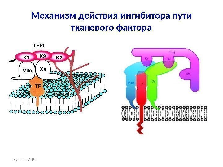 Механизм действия ингибитора пути тканевого фактора Куликов А. В. 