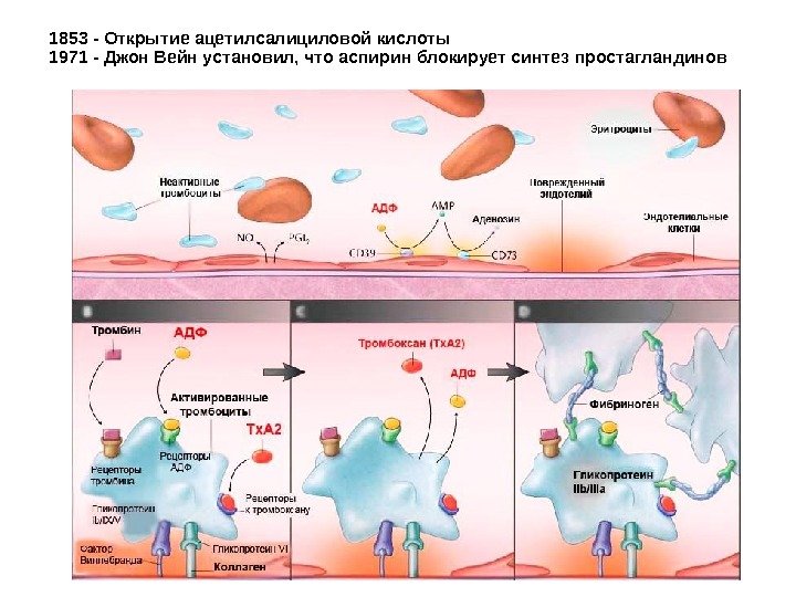 1853 - Открытие ацетилсалициловой кислоты 1971 - Джон Вейн установил, что аспирин блокирует синтез