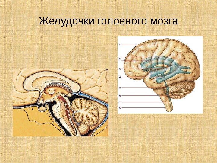 Желудочки головного мозга 