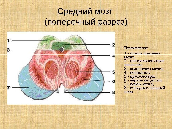 Средний мозг (поперечный разрез) Примечание: 1 - крыша среднего мозга;  2 - центральное