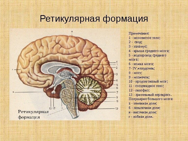 Ретикулярная формация Примечание:  1 - мозолистое тело ;  2 -  свод