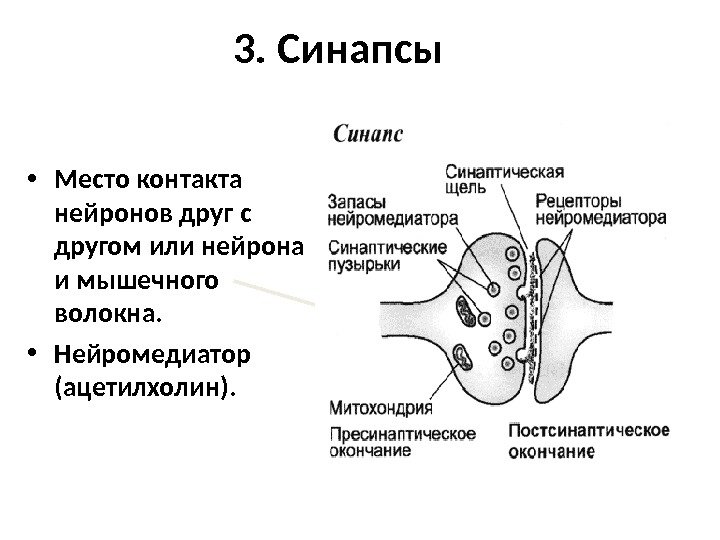 3. Синапсы • Место контакта нейронов друг с другом или нейрона и мышечного волокна.