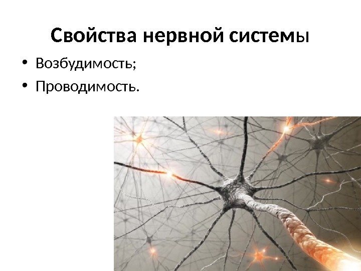 Свойства нервной систем ы • Возбудимость;  • Проводимость. 