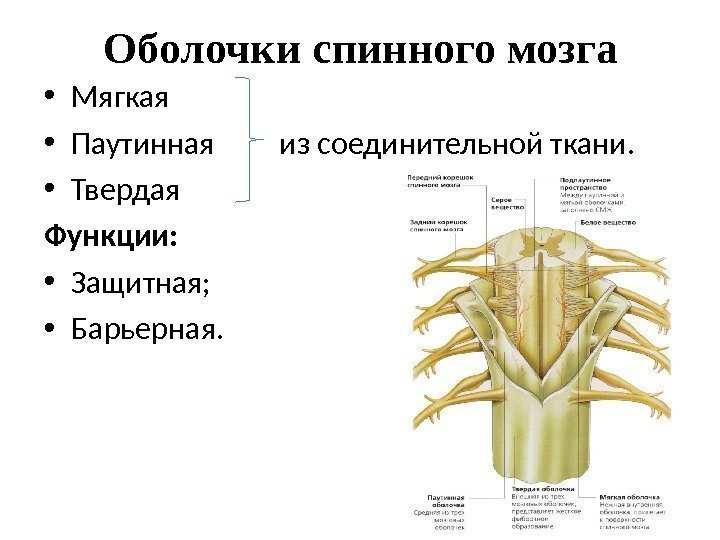 Оболочки спинного мозга • Мягкая • Паутинная   из соединительной ткани.  •