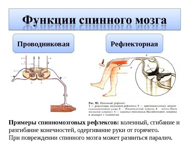 Проводниковая Рефлекторная Примеры спинномозговых рефлексов:  коленный, сгибание и разгибание конечностей, одергивание руки от