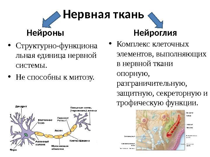Нервная ткань Нейроны  • Структурно-функциона льная единица нервной системы.  • Не способны