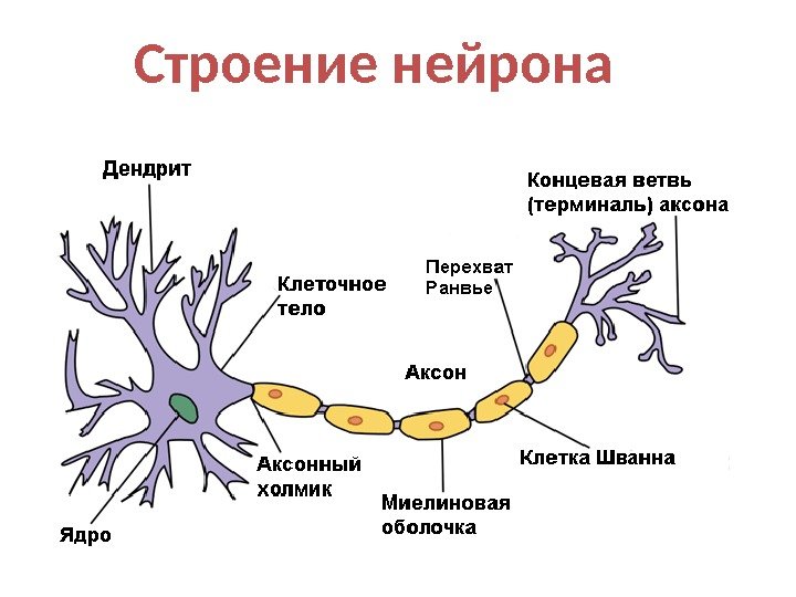 Строение нейрона 
