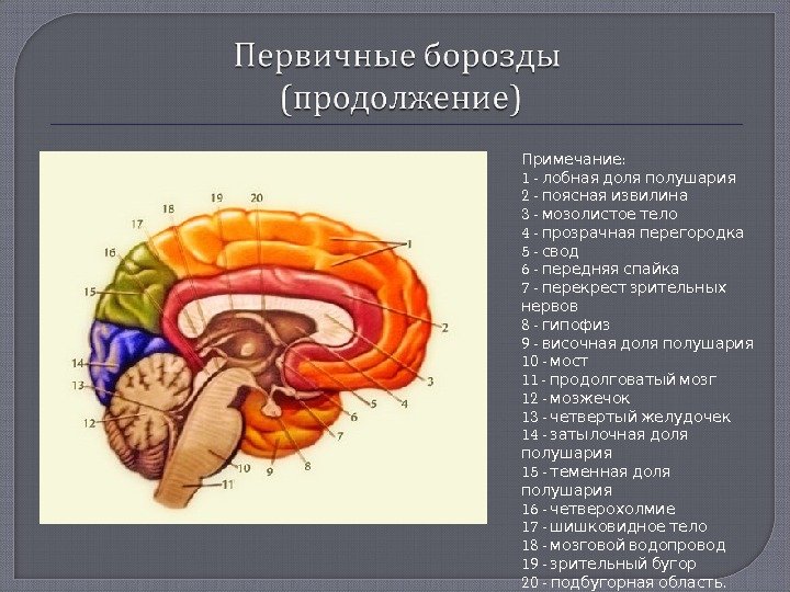 : Примечание 1 - лобная доля полушария 2 -  поясная извилина 3 -