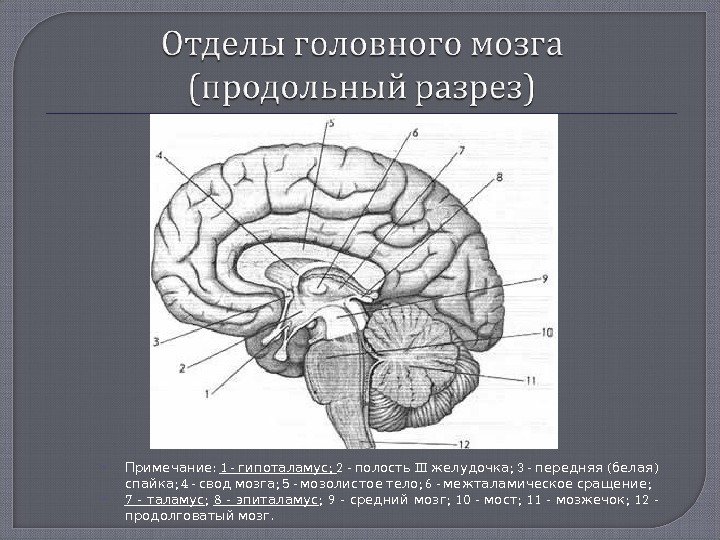  : Примечание 1 - ; гипоталамус 2 -  III ; 3 -