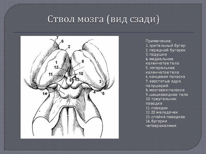  : Примечание 1. зрительный бугор 2. передний бугорок 3.  подушка 4. медиальное