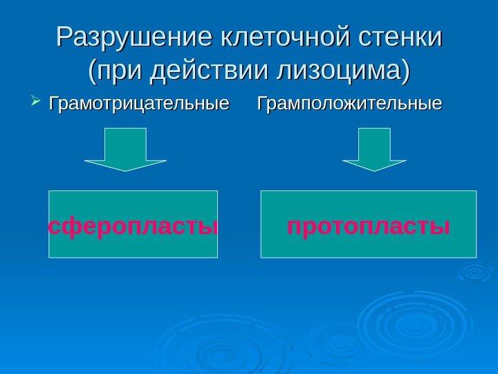 Разрушение клеточной стенки (при действии лизоцима) Грамотрицательные Грамположительные сферопласты протопласты 