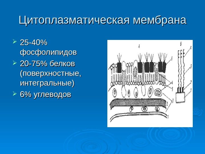 Цитоплазматическая мембрана 25 -40 фосфолипидов 20 -75 белков (поверхностные,  интегральные) 6 углеводов 