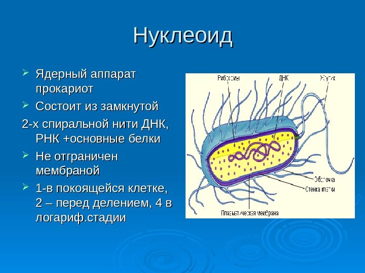 Нуклеоид Ядерный аппарат прокариот Состоит из замкнутой 2 -х спиральной нити ДНК,  РНК