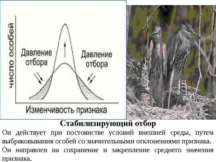 Стабилизирующий отбор Он действует при постоянстве условий внешней среды,  путем выбраковывания особей со