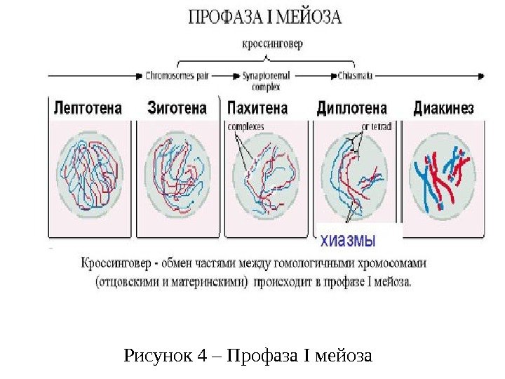 Рисунок 4 – Профаза I мейоза 