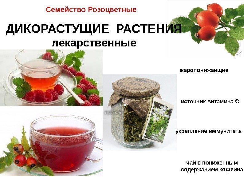 Семейство Розоцветные ДИКОРАСТУЩИЕ РАСТЕНИЯ лекарственные жаропонижаищие источник витамина С укрепление иммунитета чай с пониженным