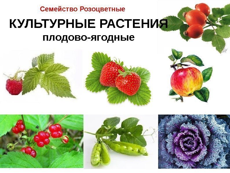 Семейство Розоцветные КУЛЬТУРНЫЕ РАСТЕНИЯ плодово-ягодные 