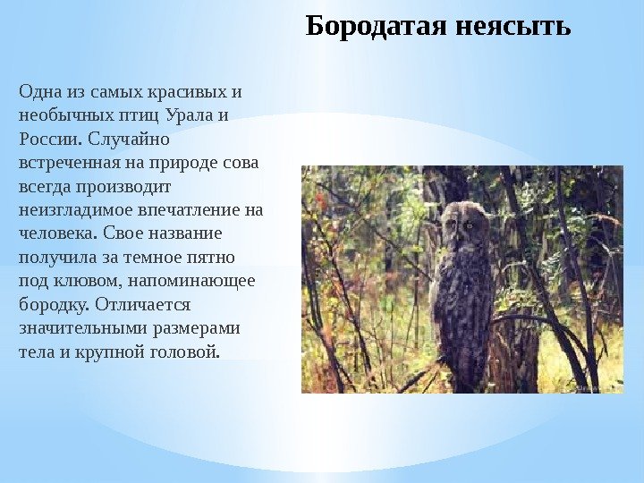 Бородатая неясыть Одна из самых красивых и необычных птиц Урала и России. Случайно встреченная