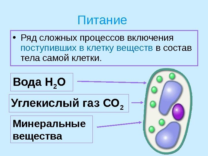 Питание  • Ряд сложных процессов включения поступивших в клетку веществ в состав тела