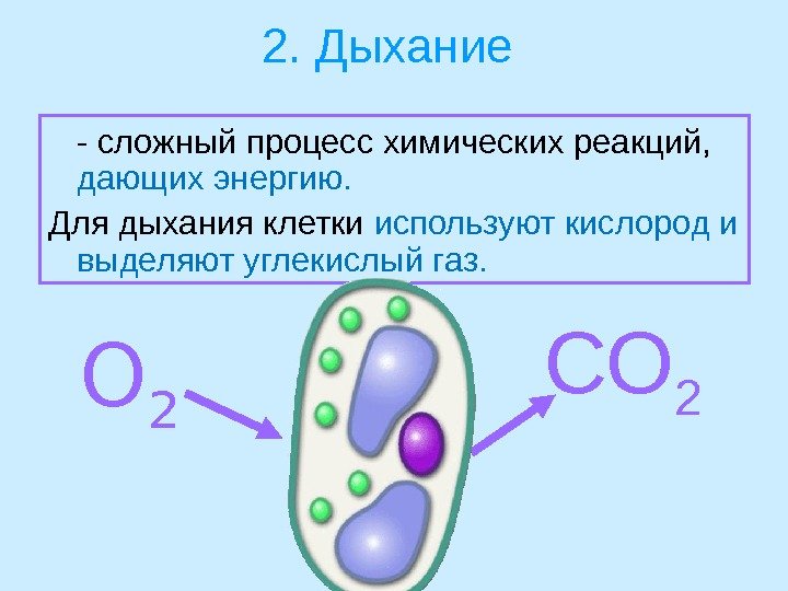 2. Дыхание  - сложный процесс химических реакций,  дающих энергию.  Для дыхания