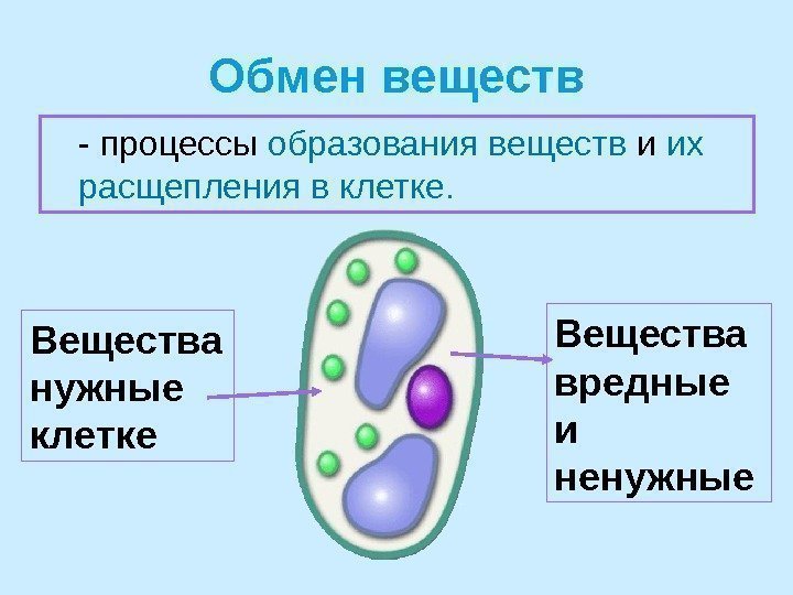 Обмен веществ - процессы образования веществ и их расщепления в клетке. Вещества нужные клетке