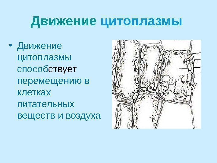 Движение цитоплазмы  • Движение цитоплазмы способ ствует перемещению в клетках питательных веществ и