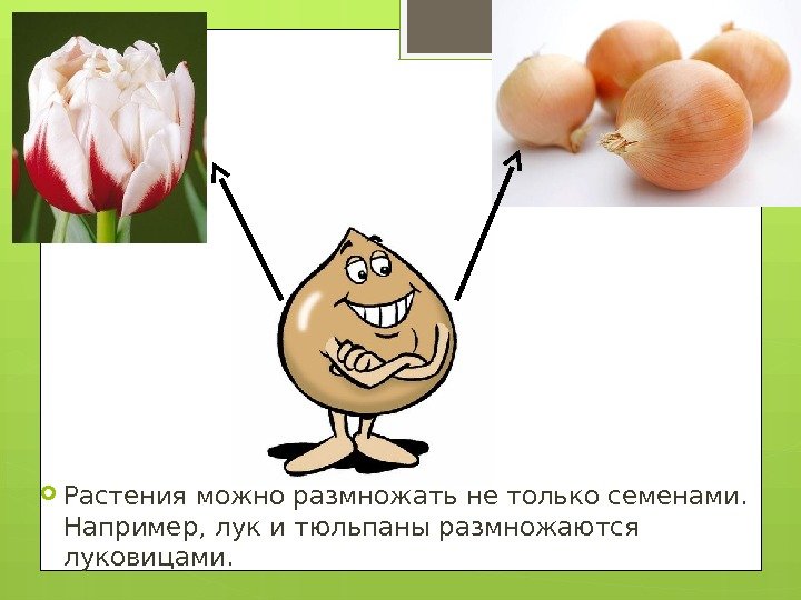  Растения можно размножать не только семенами.  Например, лук и тюльпаны размножаются луковицами.