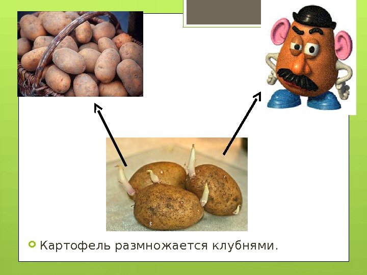  Картофель размножается клубнями.     