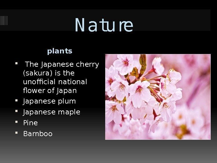 N ature plants  The Japanese cherry (sakura) is the unofficial national flower of
