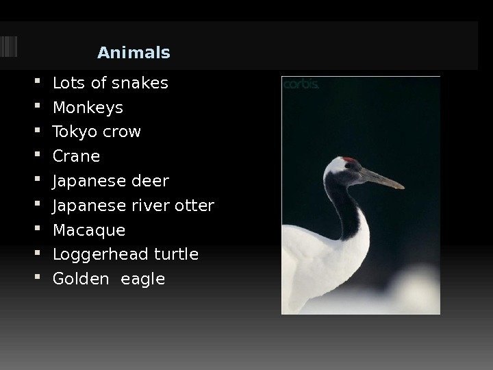 Animals Lots of snakes Monkeys Tokyo crow Crane Japanese deer Japanese river otter Macaque