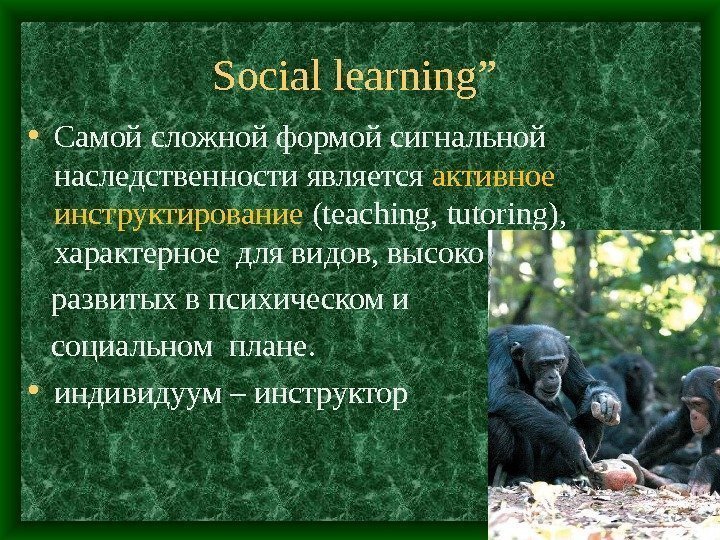 Social learning”  • Самой сложной формой сигнальной наследственности является активное инструктирование (teaching, tutoring),