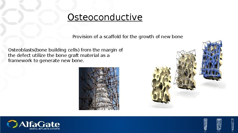 Provision of a scaffold for the growth of new bone. Osteoconductive Osteoblasts(bone building cells)