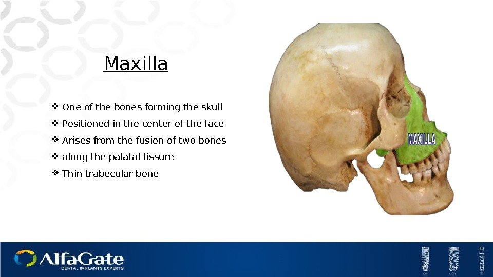    Maxilla One of the bones forming the skull Positioned in the