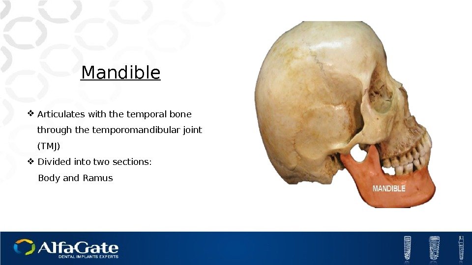 Mandible Articulates with the temporal bone through the temporomandibular joint (TMJ) Divided into two