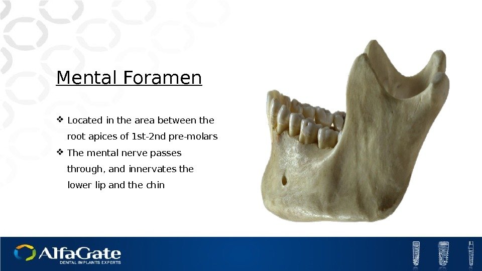 Mental Foramen Located in the area between the root apices of 1 st-2 nd