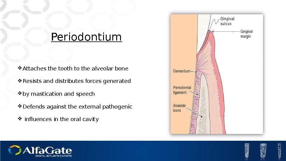 Periodontium Attaches the tooth to the alveolar bone Resists and distributes forces generated 