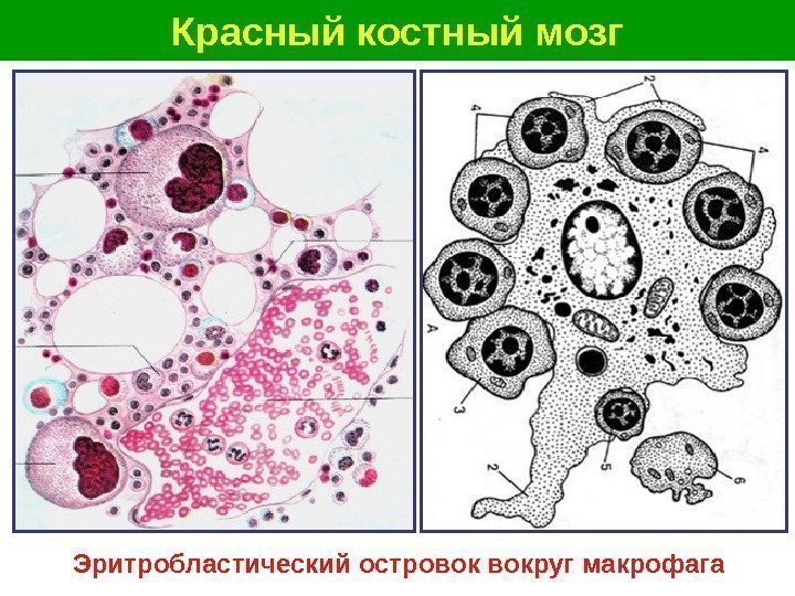   Красный костный мозг Эритробластический островок вокруг макрофага 