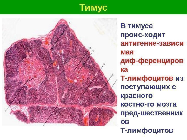  Тимус В тимусе проис-ходит антигенне-зависи мая диф-ференциров ка  Т-лимфоцитов из поступающих