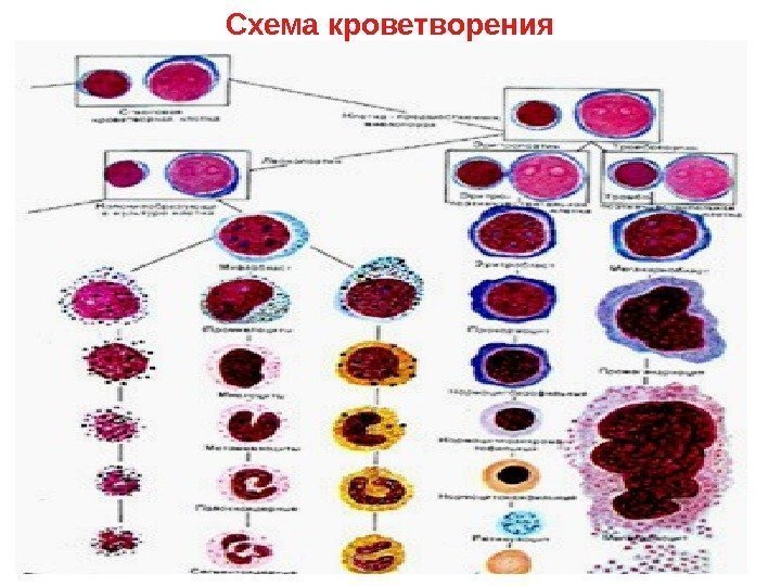   Схема кроветворения 