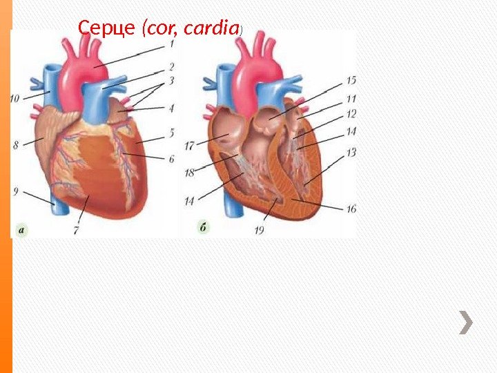 Серце (cor, cardia ) 