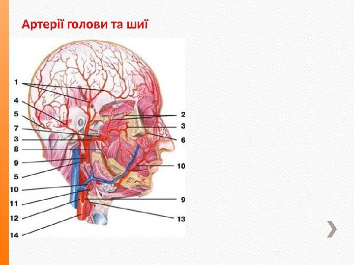 Артерії голови та шиї 